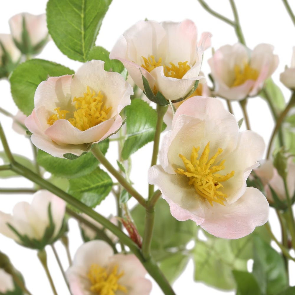 Bouquets de roses de Carême Tranquillité, S/2