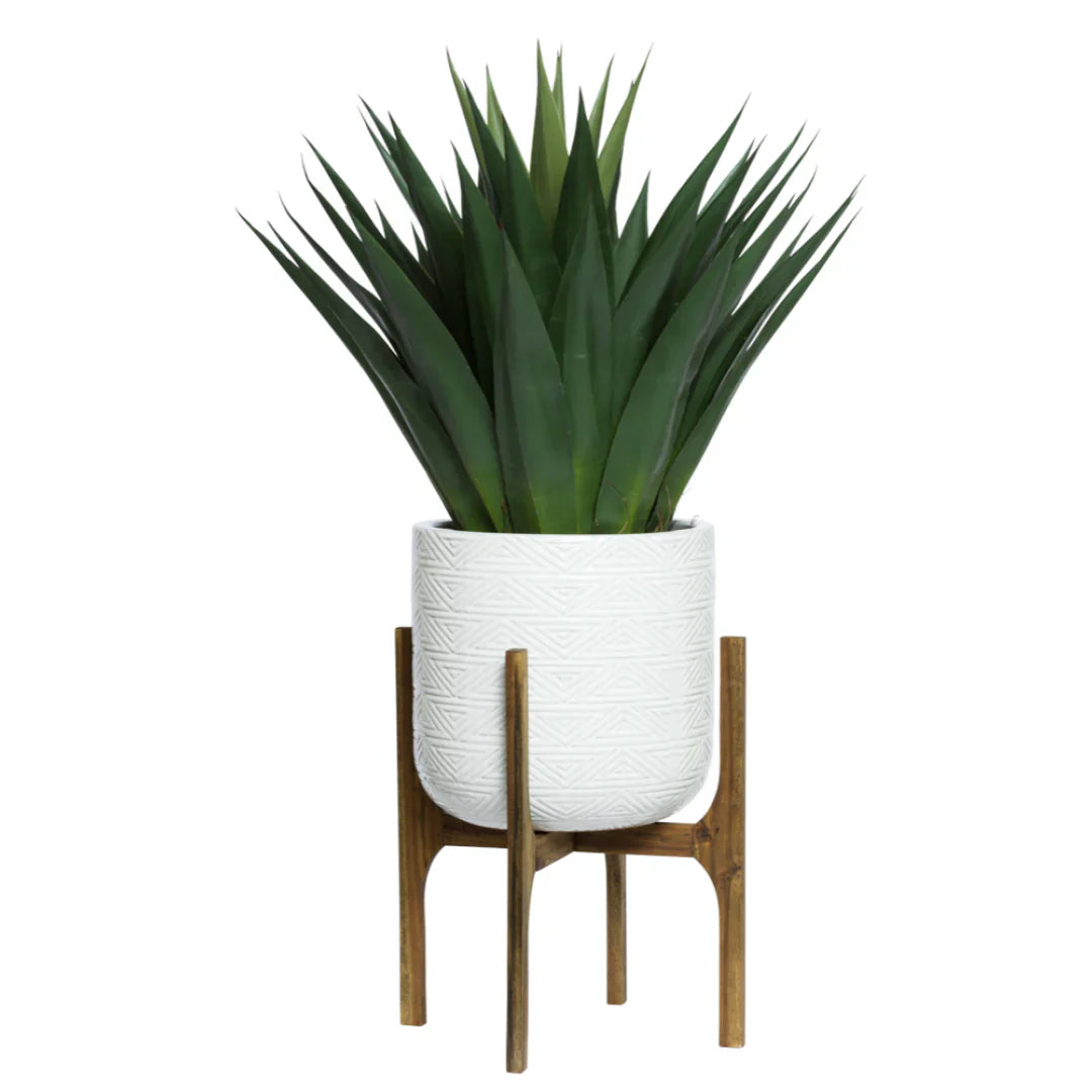 AGAVE DANS UN PETIT SUPPORT À PLANTES