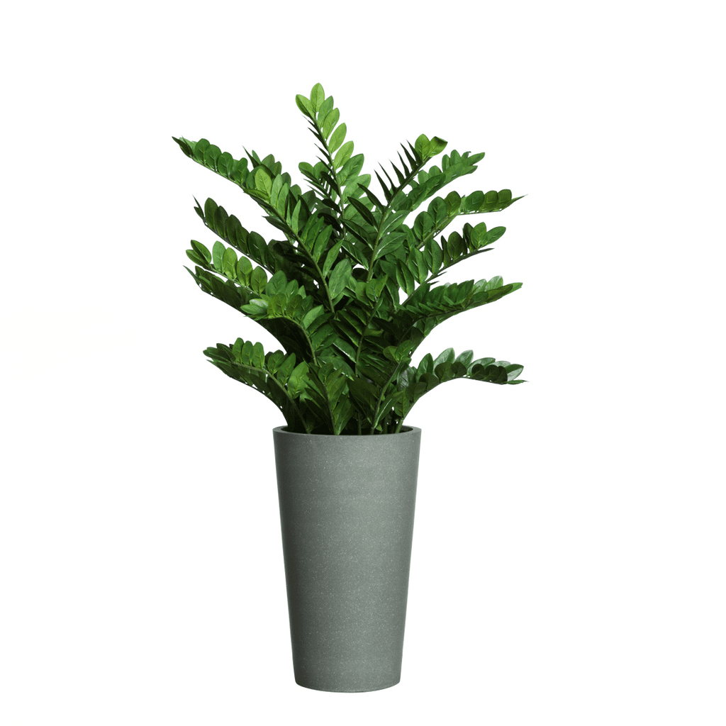 Zamifolia en grand pot gris.