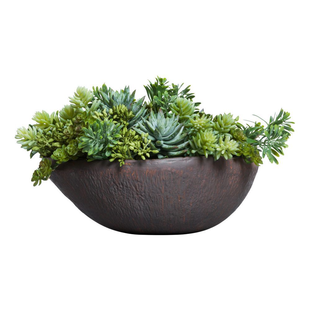 Plantes succulentes mélangées