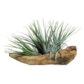 TILLANDSIA DANS WOOD BRANCH