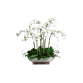 PHALÉPINE BLANCHE EN POT OVALE BLANC