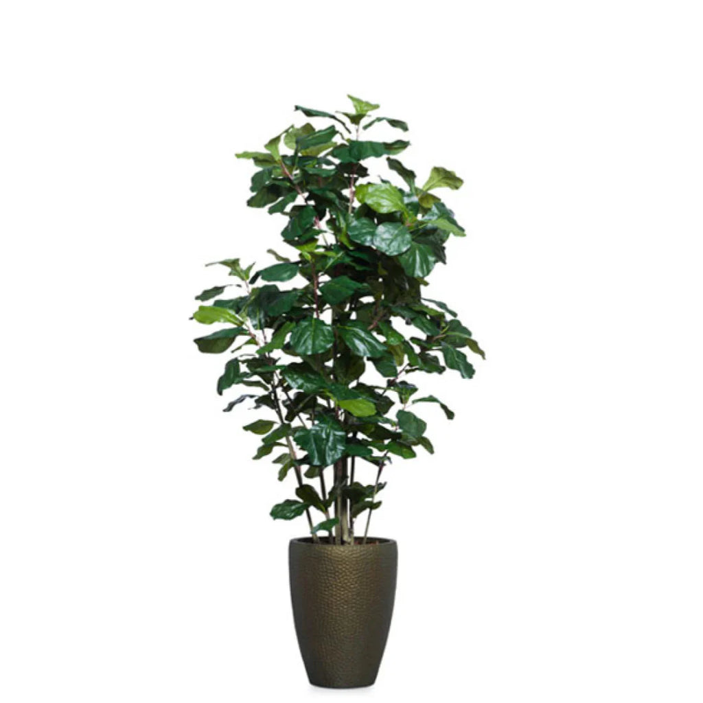 Fig Fiddle DP BZ 6,5'