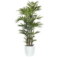 Palm Kentia Deluxe 9'