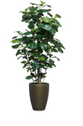 Fig Fiddle DP BZ 6,5'
