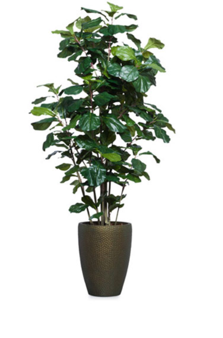 Fig Fiddle DP BZ 6,5'