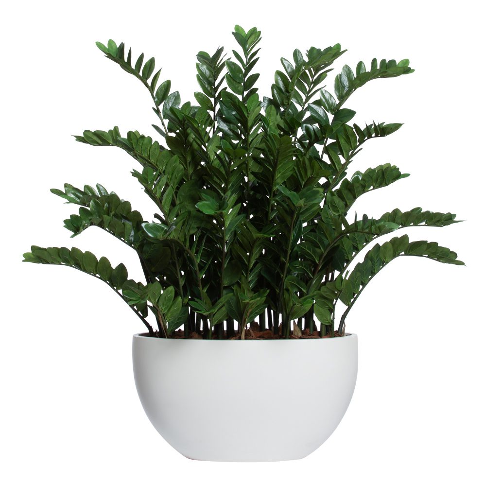 ZAMIFOLIA DELUXE EN POT OVALE EN GRÈS BLANC