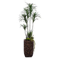 Combo Dracena dans Bac Bac 64