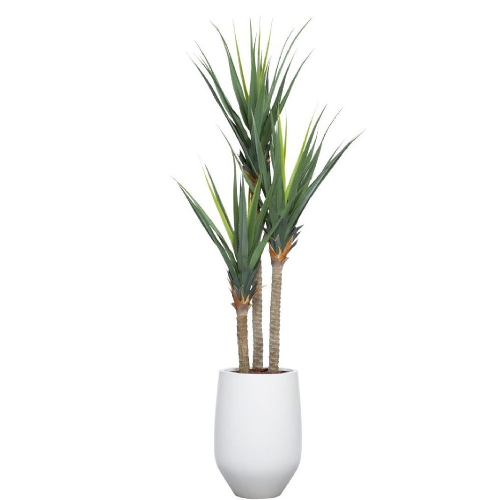 Pandanus UV 8' en pot rond en grès blanc