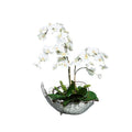 PHALONOPSIS BLANC DANS UN PETIT BOL EN ARGENT