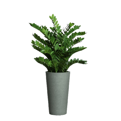 Zamifolia en grand pot gris.