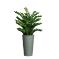 Zamifolia en grand pot gris.