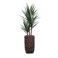 5' YUCCA DANS PETIT BAC BAC
