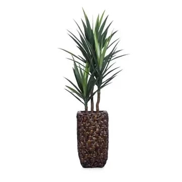 5' YUCCA DANS PETIT BAC BAC